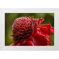 thumbnail image 1 of Illg, Cathy and Gordon 32x23 White Modern Wood Framed Museum Art Print Titled - Hawaii, The Big Island Ginger blossom, 1 of 4