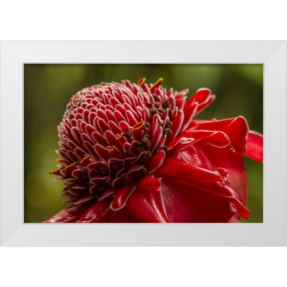 Illg, Cathy and Gordon 32x23 White Modern Wood Framed Museum Art Print Titled - Hawaii, The Big Island Ginger blossom