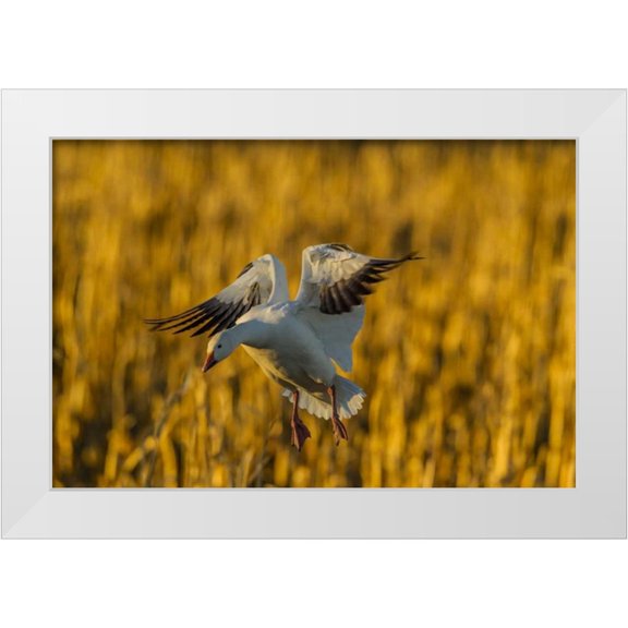 Illg, Cathy and Gordon 32x23 White Modern Wood Framed Museum Art Print Titled - New Mexico, Bosque del Apache Snow goose landing