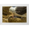 thumbnail image 1 of Illg, Cathy and Gordon 32x23 White Modern Wood Framed Museum Art Print Titled - Saunders Island Black-browed albatross and chick, 1 of 4