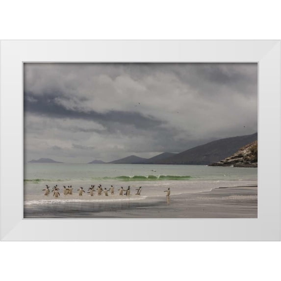 Illg, Cathy and Gordon 32x23 White Modern Wood Framed Museum Art Print Titled - Saunders Island Gentoo penguins coming ashore