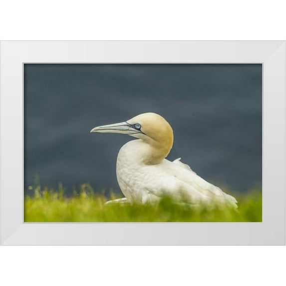 Illg, Cathy and Gordon 32x23 White Modern Wood Framed Museum Art Print Titled - Scotland, Shetland Islands Northern gannet