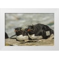 thumbnail image 1 of Illg, Cathy and Gordon 32x23 White Modern Wood Framed Museum Art Print Titled - Sea Lion Island Rockhopper penguins resting, 1 of 4
