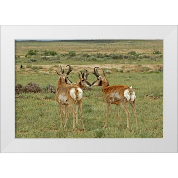 Illg, Cathy and Gordon 32x23 White Modern Wood Framed Museum Art Print Titled - Wyoming, Carbon County Pronghorn bucks greeting