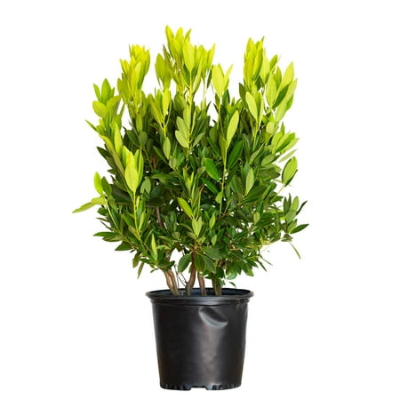 Expert Gardener Illicium Parviflorum 'Hardy Ocala Anise' (2.5 Gallon) Evergreen Shrub or Small Tree - Part Sun Live Outdoor Plant
