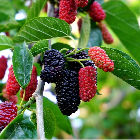 Illinois Everbearing Mulberry Plant 4-7" Tall for Planting, Morus Alba X Rubra, Sweet Fruit, Mulberry Fruit Tree Plant Outdoor Garden