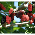 thumbnail image 1 of Illinois Everbearing Mulberry Tree Live Plant, 5 to 8 Inch Tall, Sweet Mulberry Plant Live Seedling, No Pot, Edible Mulberries Fruit Tree Plant, 1 of 10