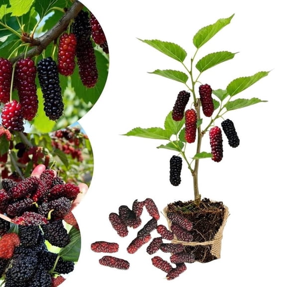 Illinois Everbearing Mulberry Tree Live Plant for Planting, Mulberry Plants Live, Everbearing Fruit Tree, 4-7" Tall Plant, No Pot