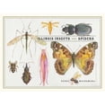 thumbnail image 1 of Pre-Owned Illinois Insects and Spiders Paperback, 1 of 1