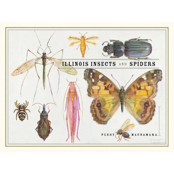 Pre-Owned Illinois Insects and Spiders Paperback