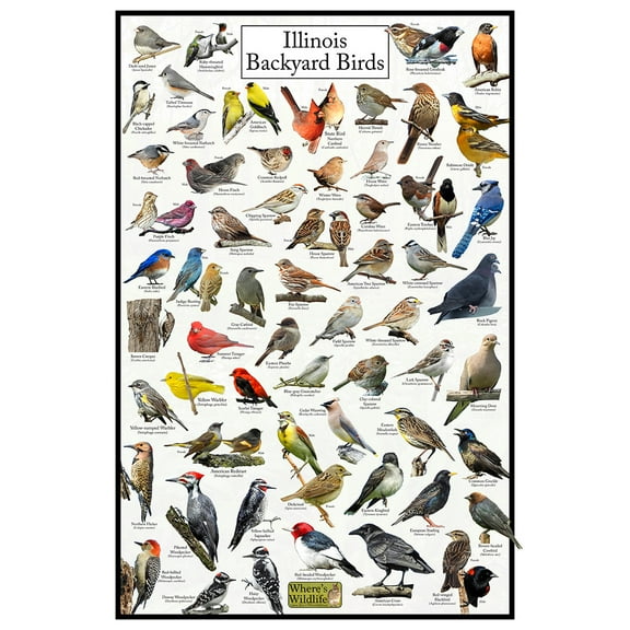 Illinois's Backyard Birds Poster - Illinois Bird Chart Highlighting Birds At Your Bird Feeder