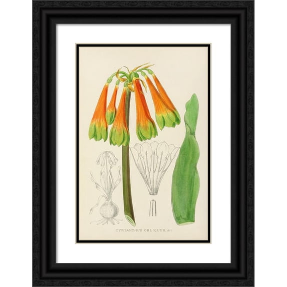 Illtyd Buller Pole-Evans 11x14 Black Ornate Wood Framed Double Matted Museum Art Print Titled: Cyrtanthus Oblique (1921)