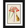 thumbnail image 1 of Illtyd Buller Pole-Evans 13x18 Black Ornate Wood Framed Double Matted Museum Art Print Titled - Cyrtanthus Augustifolius (1921), 1 of 5