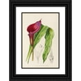 thumbnail image 1 of Illtyd Buller Pole-Evans 17x24 Black Ornate Framed Double Matted Museum Art Print Titled: Richardia Rehmanni (1921), 1 of 5