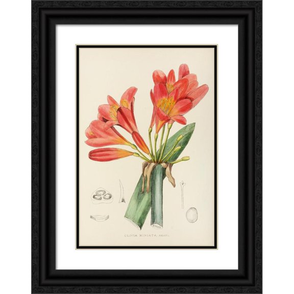 Illtyd Buller Pole-Evans 18x24 Black Ornate Framed Double Matted Museum Art Print Titled: Minity Clivia (1921)