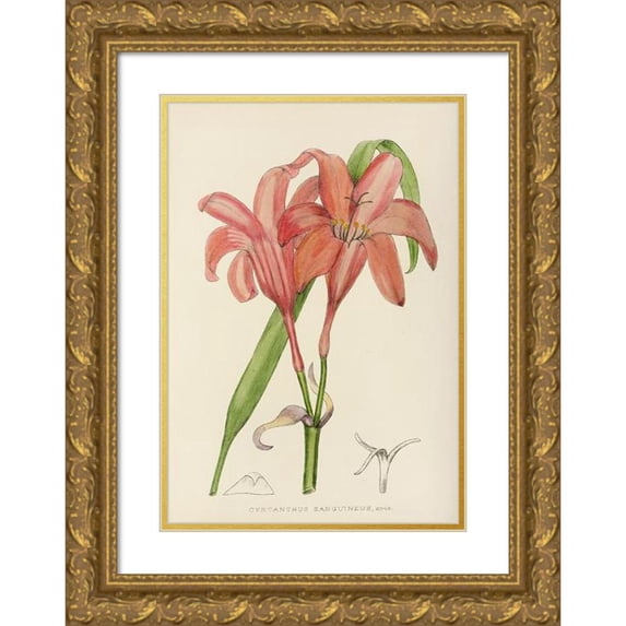 Illtyd Buller Pole-Evans 18x24 Gold Ornate Framed and Double Matted Museum Art Print Titled - Cyrtanthus Sanguineus (1921)