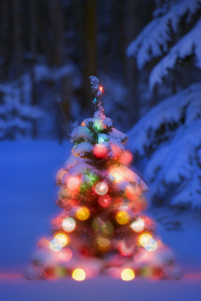 Illuminated Christmas Tree In A Forest Canvas Art - Carson Ganci Design Pics (22 x 34)