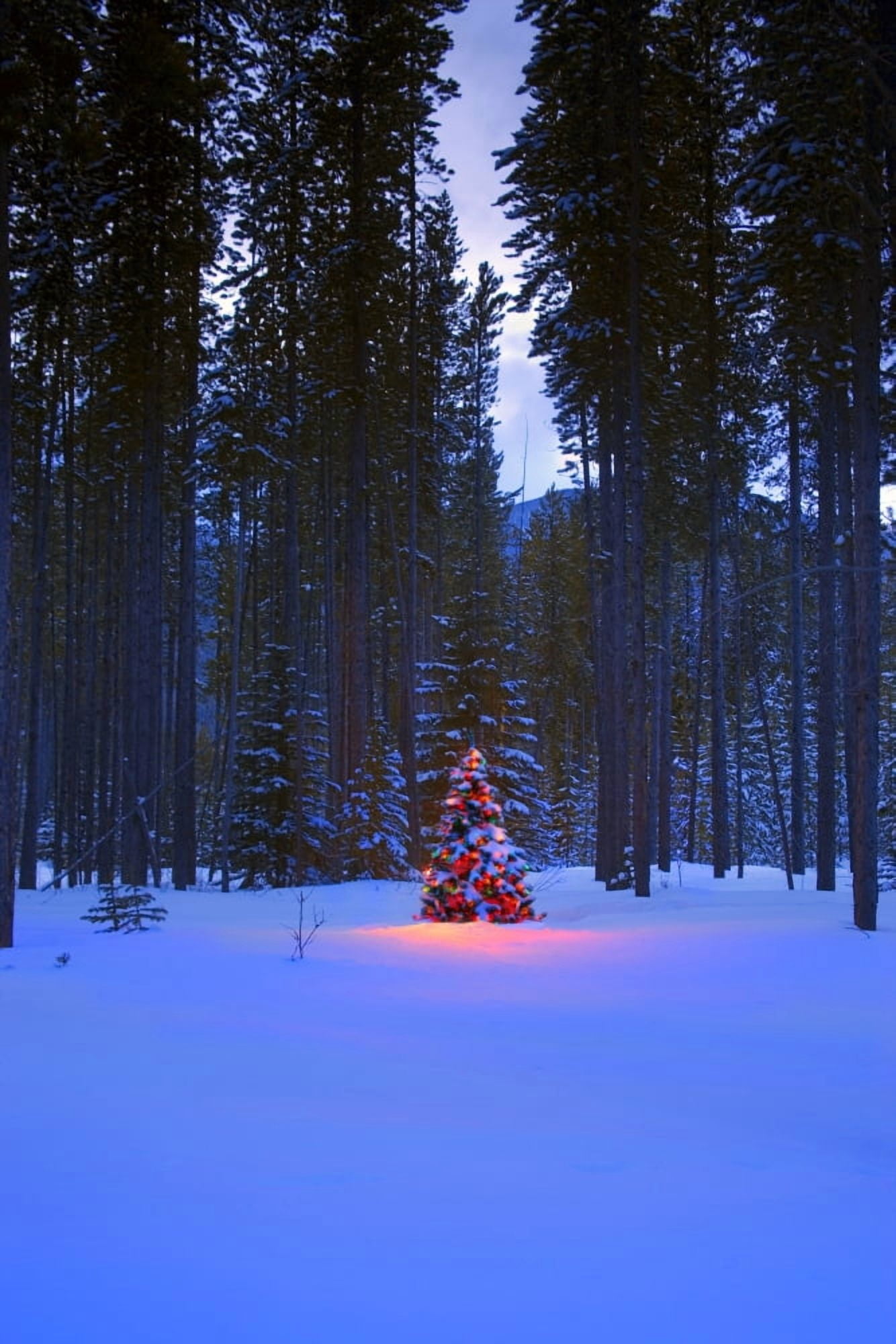 Illuminated Christmas Tree In The Woods Canvas Art - Carson Ganci Design Pics (22 x 34)
