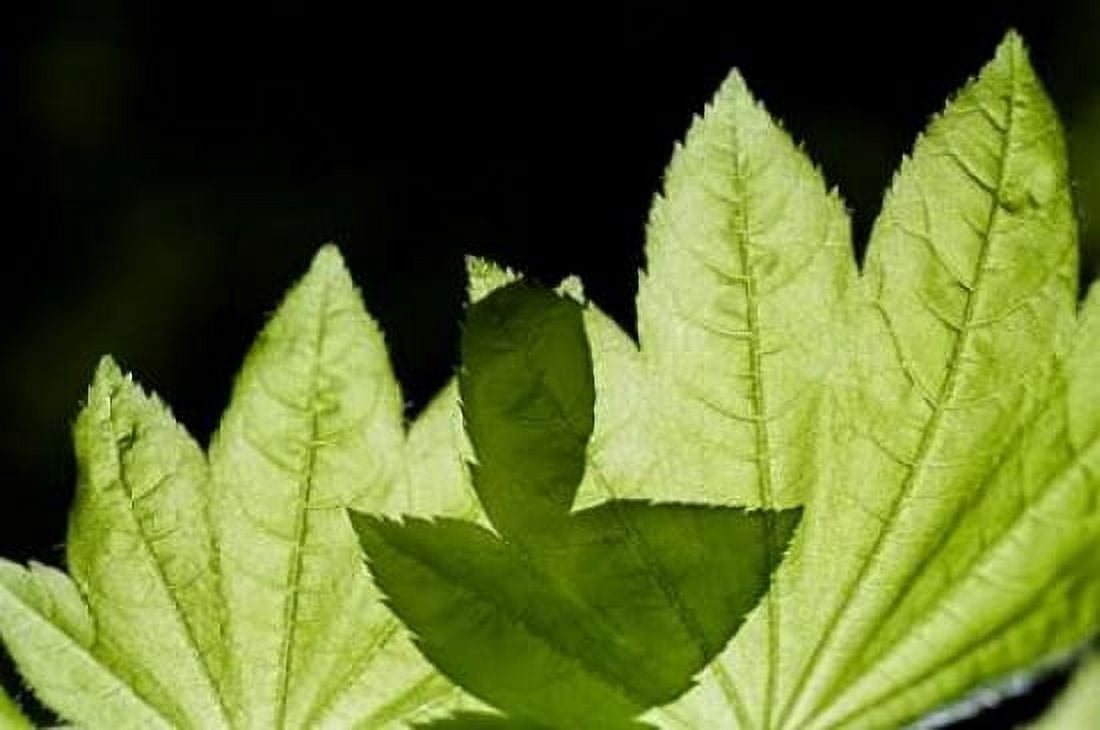 Illuminated Leaves Canvas Art - Erin Berzel (24 x 36)