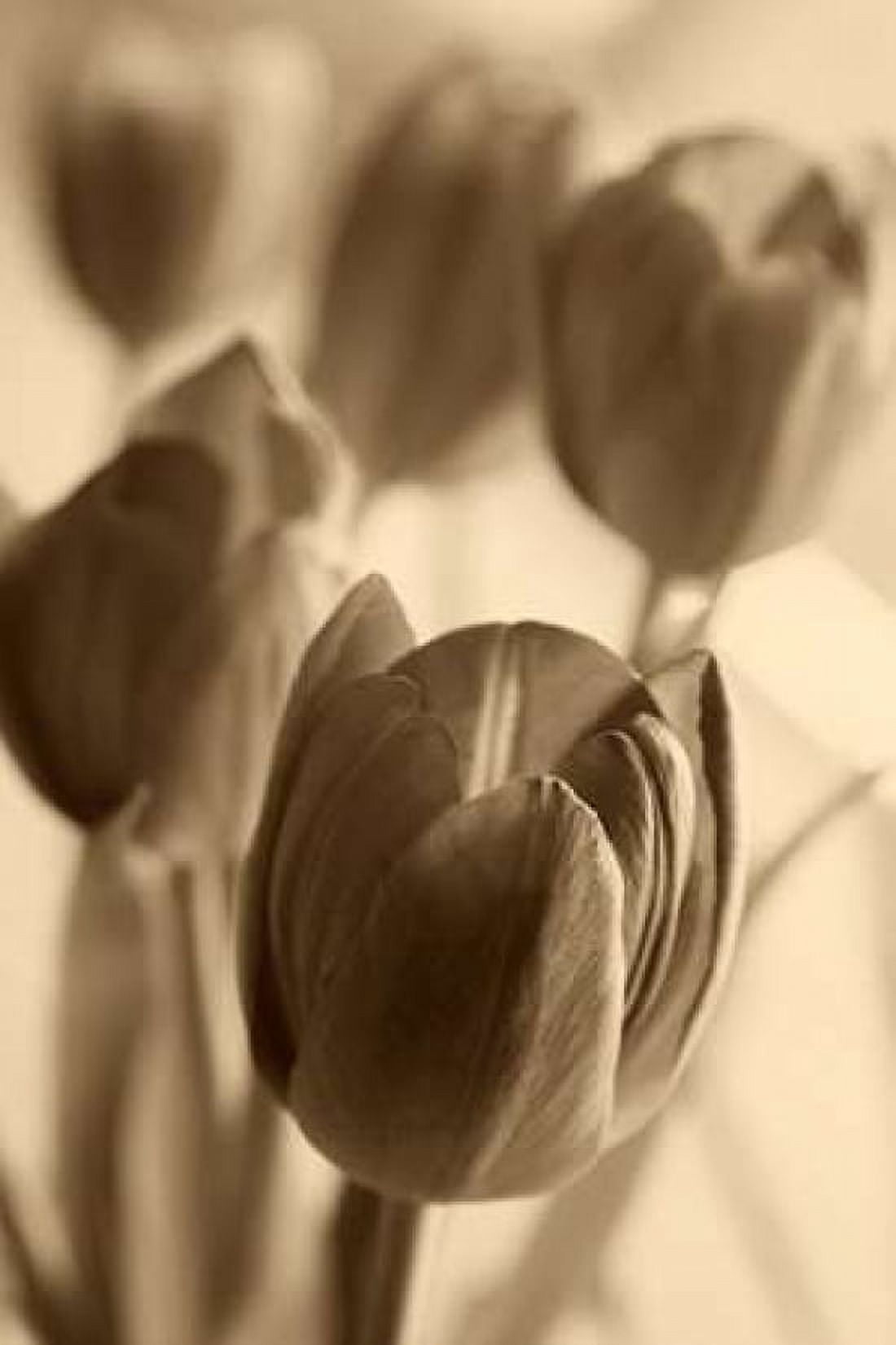 Illuminated Tulips 1 Canvas Art - Amber Light Gallery (12 x 18)