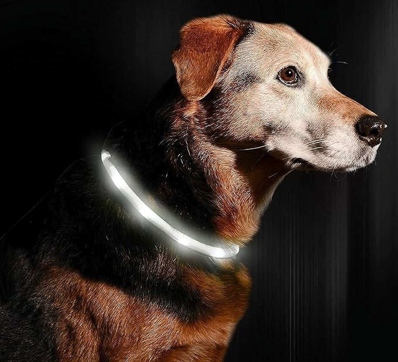 Illumiseen LED Dog Necklace Collar USB Rechargeable Loop Available