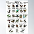 thumbnail image 1 of Illustrated Guide To Insects Poster Wall Art, Modern Wall Decor For Living Room Bedroom, 16x24 UNFRAMED, 1 of 2