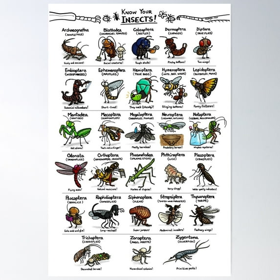 Illustrated Guide To Insects Poster Wall Art, Modern Wall Decor For Living Room Bedroom, 16x24 UNFRAMED