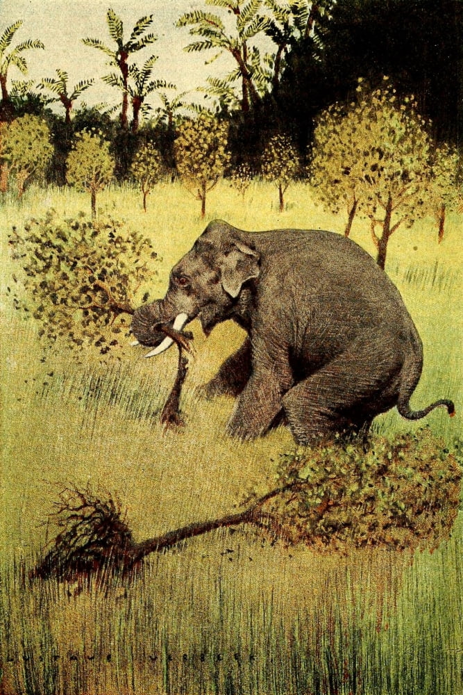 Illustrated Natural History 1897 Elephant destroying orchard Canvas Art - Gustave Verbeek (24 x 36)