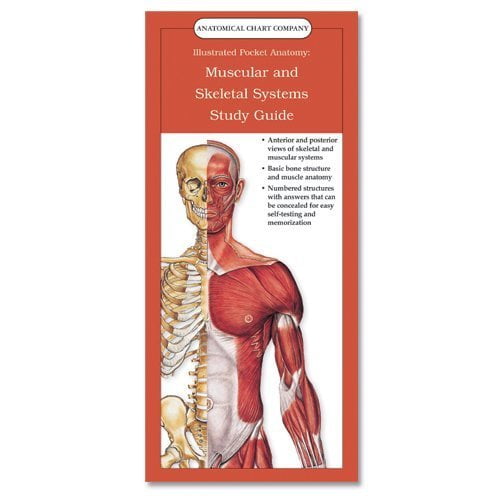 Illustrated Pocket Anatomy: Muscular And Skeletal Systems Study Guide: (laminated Card, Single Copy, No Tab), 9781587795541, 158779554X, Paperback, 1 edition
