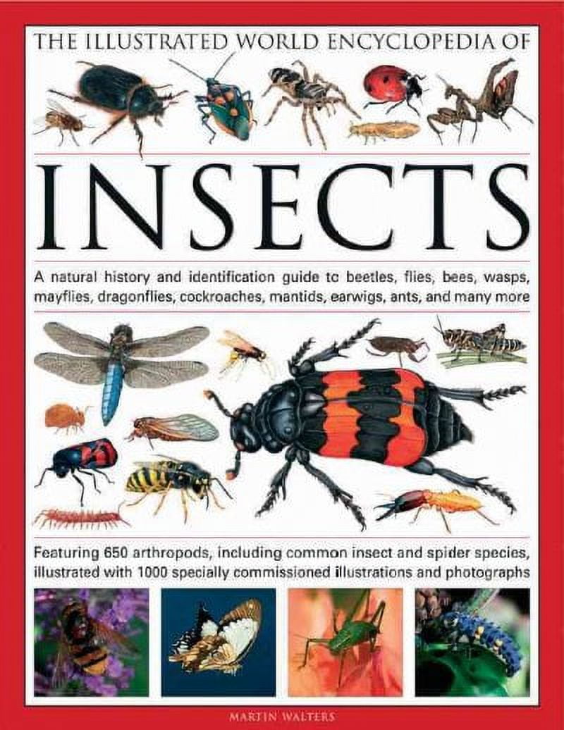 The Illustrated World Encyclopedia of Insects : A Natural History and Identification Guide to Beetles, Flies, Bees, wasps, Springtails, Mayflies, Stoneflies, Dragonflies, Damselflies, Cockroaches, Mantes, Earwigs, Stick and Leaf Insects, Bristletails, Dipteran, Crickets, Bugs, Grasshoppers, Fleas, Spid (Hardcover)