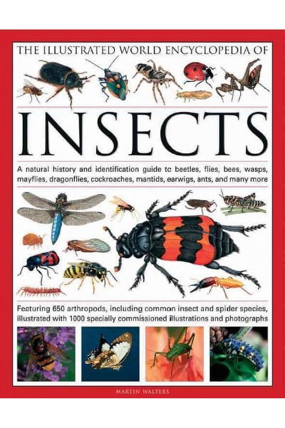 The Illustrated World Encyclopedia of Insects : A Natural History and Identification Guide to Beetles, Flies, Bees, wasps, Springtails, Mayflies, Stoneflies, Dragonflies, Damselflies, Cockroaches, Mantes, Earwigs, Stick and Leaf Insects, Bristletails, Dipteran, Crickets, Bugs, Grasshoppers, Fleas, Spid (Hardcover)
