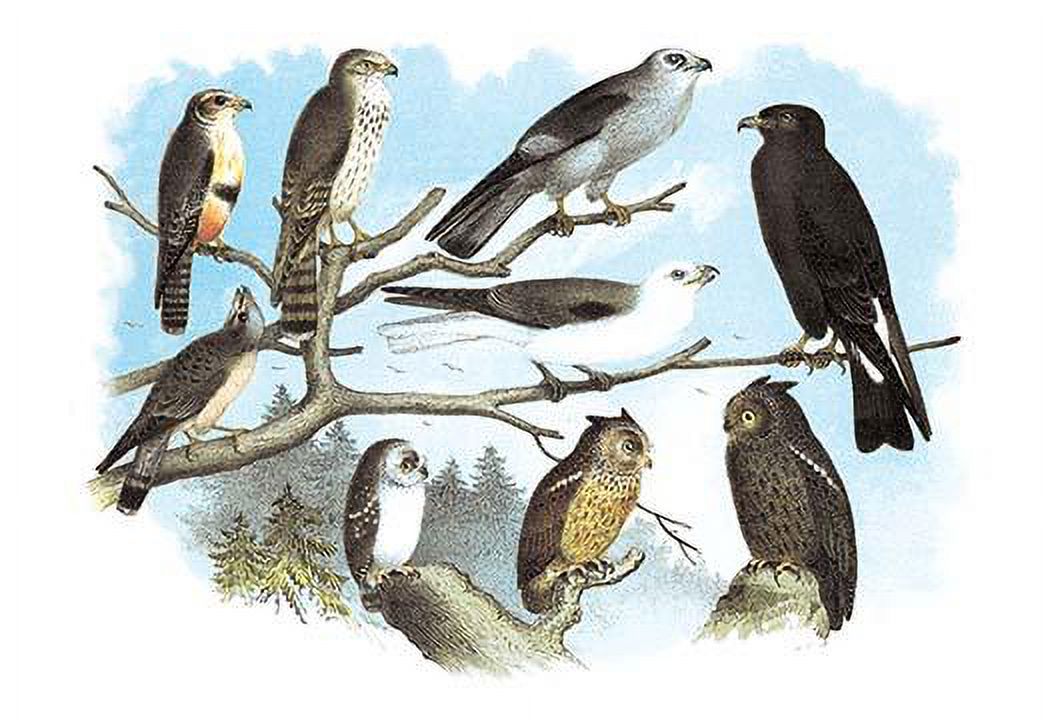 Illustrated plate from "Studer's Popular Ornithology, The Birds of North America." 1881.  This edition has been modernized in color. Poster Print by Theodore Jasper (18 x 24) - image 1 of 1