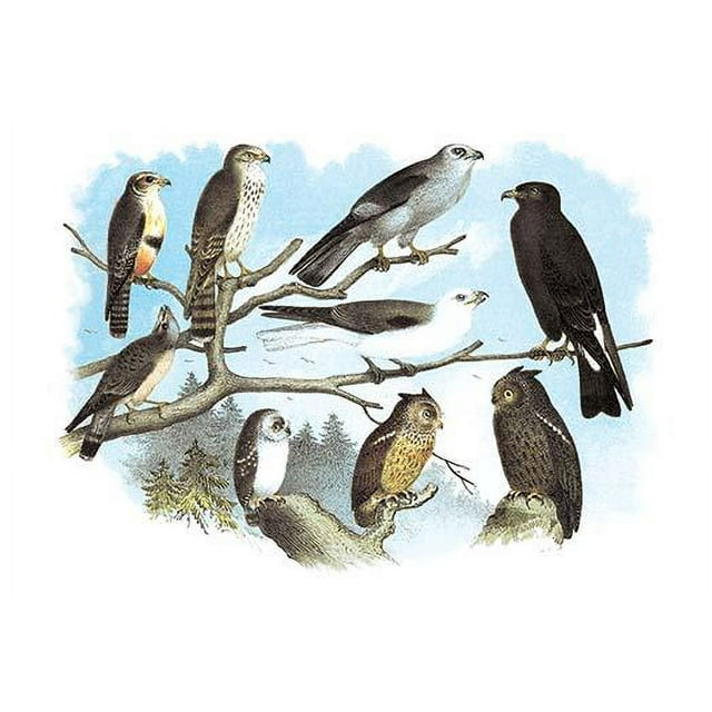 Illustrated plate from "Studer's Popular Ornithology, The Birds of North America." 1881.  This edition has been modernized in color. Poster Print by Theodore Jasper (18 x 24)