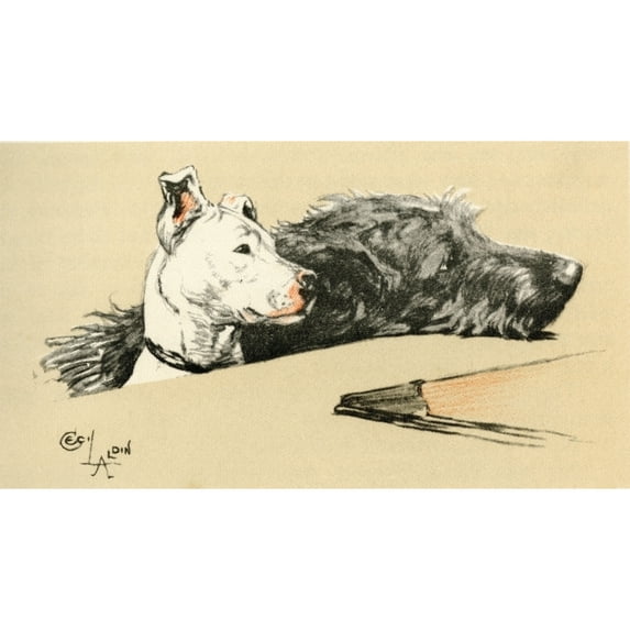 Illustration By Cecil Aldin, Micky And Cracker Poster Print By Mary Evans Picture Library (36 X 24)