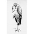 thumbnail image 1 of Illustration By Cecil Aldin, The Adjutant Bird Poster Print By Mary Evans Picture Library (18 X 24), 1 of 4