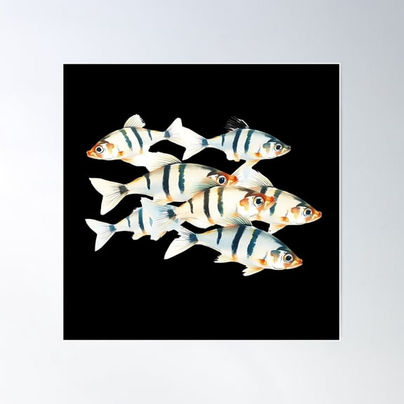 Illustration Of A Group Of Zebrafish (Danio Rerio) - Swimming In Water. Th - Fish Lover Poster Wall Art, Modern Wall Decor For Living Room Bedroom, 24x24 UNFRAMED
