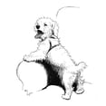 thumbnail image 1 of Illustration Of A Sealyham Terrier By Cecil Aldin Poster Print By Mary Evans Picture Library, 1 of 3