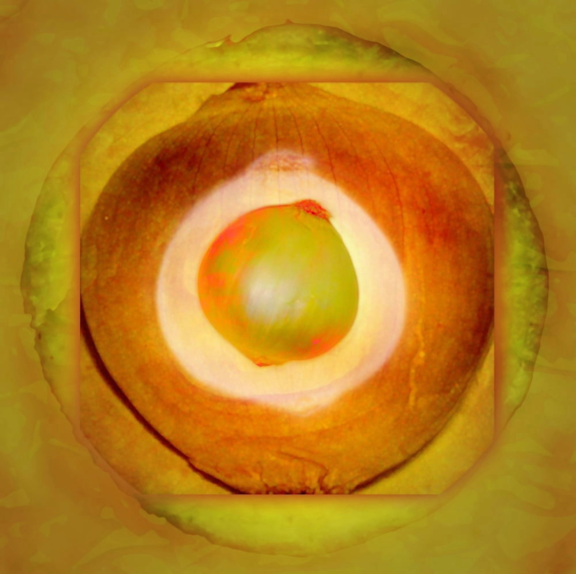 Illustration Of An Onion Canvas Art - Cam Wilson Design Pics (24 x 24)