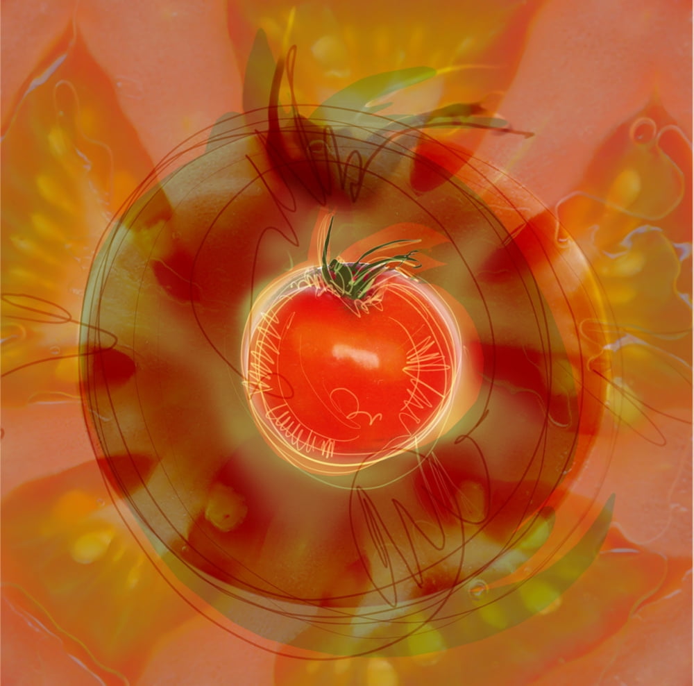 Illustration Of Tomato Canvas Art - Cam Wilson Design Pics (15 x 15)
