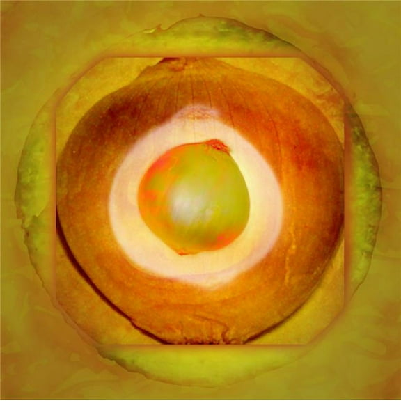 Illustration of An Onion Poster Print by Cam Wilson - 15 x 15