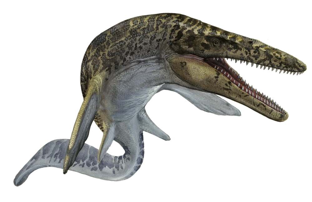 Illustration of a Mosasaurus from the Cretaceous period Canvas Art - Sergey KrasovskiyStocktrek Images (18 x 12)