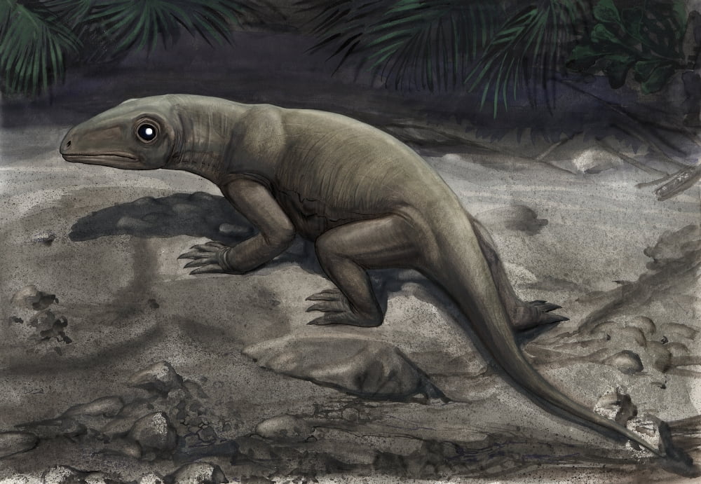 Illustration of a Nikkasaurus tatarinovi Canvas Art - Sergey KrasovskiyStocktrek Images (17 x 12)