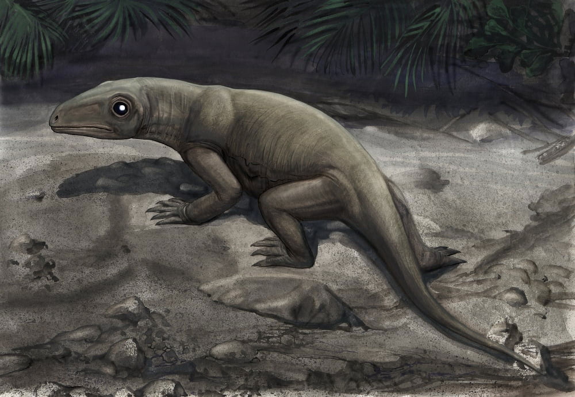 Illustration of a Nikkasaurus tatarinovi Canvas Art - Sergey KrasovskiyStocktrek Images (34 x 24)