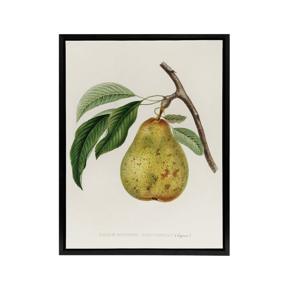 Illustration of a Pear Jacob Sturm Vintage Black Framed Canvas Wall Art 24X32"