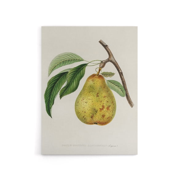 Illustration of a Pear Jacob Sturm Vintage Canvas Wall Art 18X24"