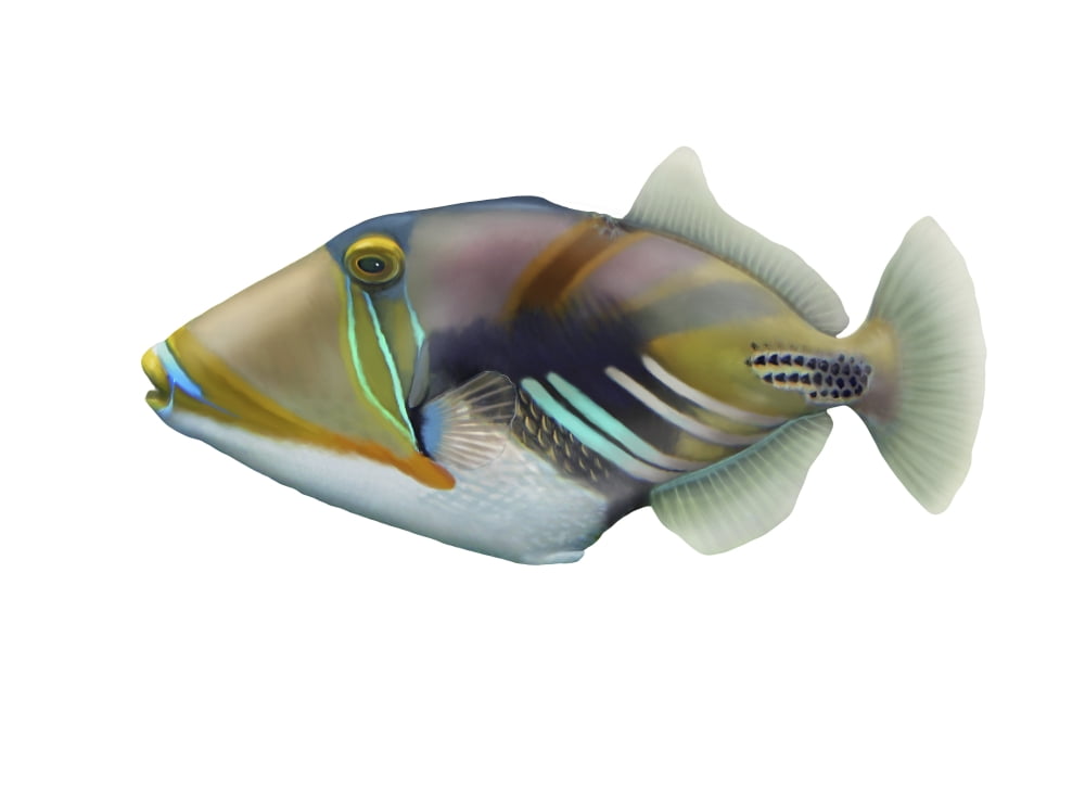 Illustration of a Picasso triggerfish (Rhinecanthus aculeatus) Canvas Art - Carlyn IversonStocktrek Images (34 x 24)