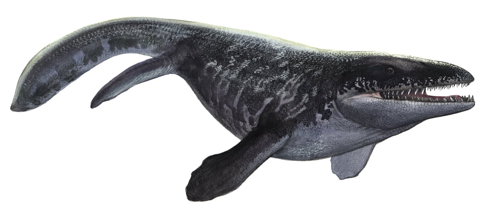 Illustration of a Prognathodon from the prehistoric era Canvas Art - Sergey KrasovskiyStocktrek Images (21 x 10)