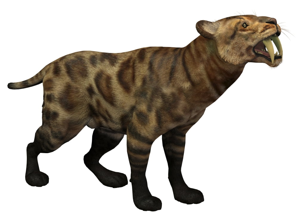 Illustration of a Smilodon Cat from the Cenozoic Era Canvas Art - Corey FordStocktrek Images (17 x 13)