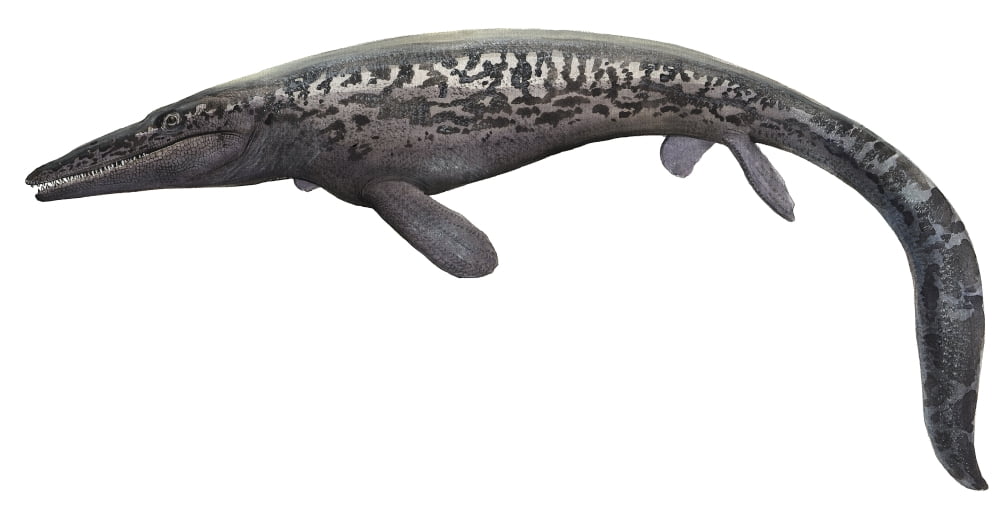 Illustration of a Tylosaurus from the prehistoric era Canvas Art - Sergey KrasovskiyStocktrek Images (20 x 10)