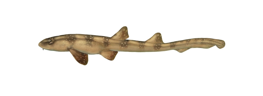 Illustration of a bamboo shark white background Canvas Art - Carlyn IversonStocktrek Images (46 x 17)